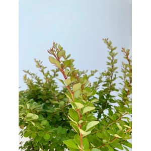 Grüne Heckenberberitze im Topf, 40-60cm. Laubstrauch mit grünen Blättern und roten Trieben.