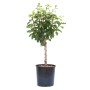 GROW by OBI Zwerg-Pflaumenbaum 'Goldust' im Topf, ca. 60cm hoch.