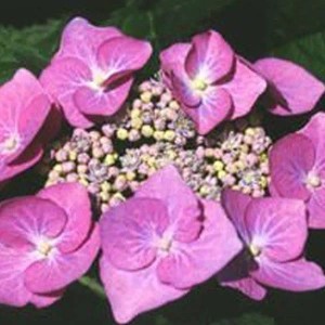 Hortensie 'Teller Rose' Hydrangea 40 bis 60 cm im Container Rosa Blüten