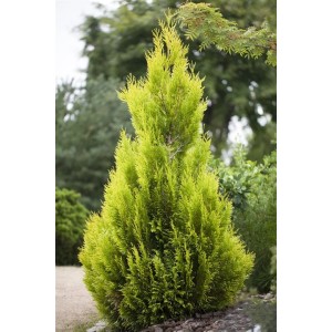 Goldgelbe Thuja '4ever Goldy' (80-100 cm) als Heckenpflanze im Garten.