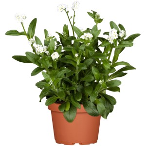 Vergissmeinnicht Weiß im Topf, eine frühlingshafte Blütenpflanze für Balkon und Garten.