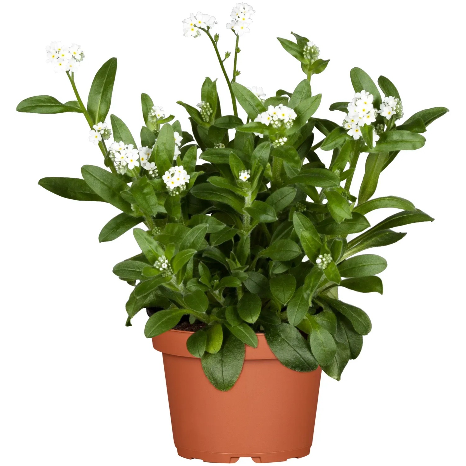 Vergissmeinnicht Weiß Topf-Ø ca. 11 cm Myosotis sylvatica