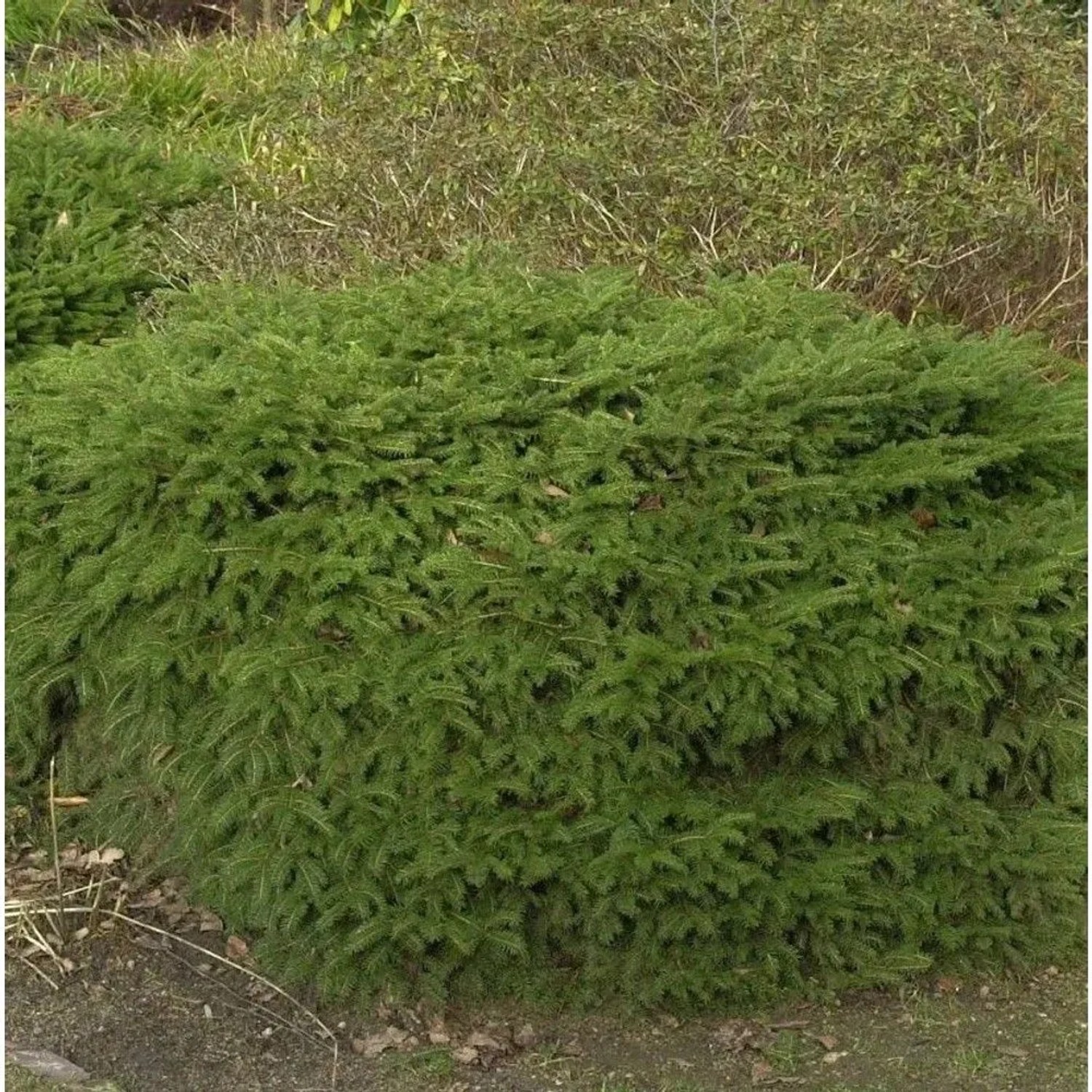Nestfichte Nidiformis 20-30cm - Picea abies