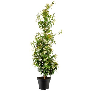 Sternjasmin Tricolor im Topf, ca. 25-30 cm hoch, mit grünen, creme- und rotfarbenen Blättern und weißen Blüten.