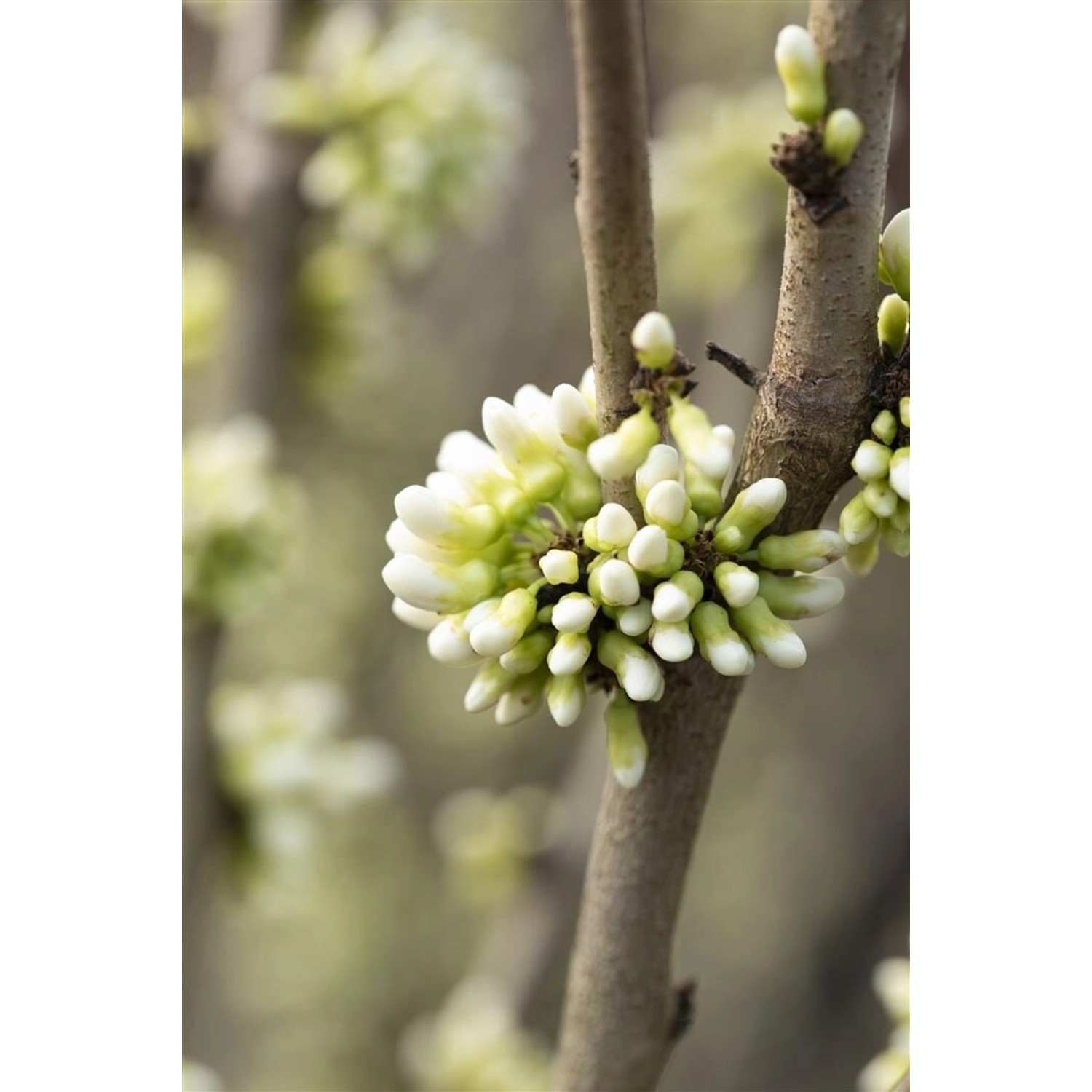 Cercis Chinensis Shirobana Judasbaum Weiß-Rosa Blüten 60–80 cm günstig online kaufen