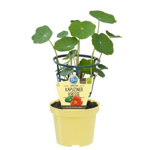 Bio Kapuzinerkresse 'Exotenherz' im Topf, essbare Kräuterpflanze mit runden Blättern und orangen Blüten.