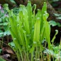 Grüner Hirschzungenfarn (Asplenium Scolopendrium), eine robuste Staude für schattige Gärten.