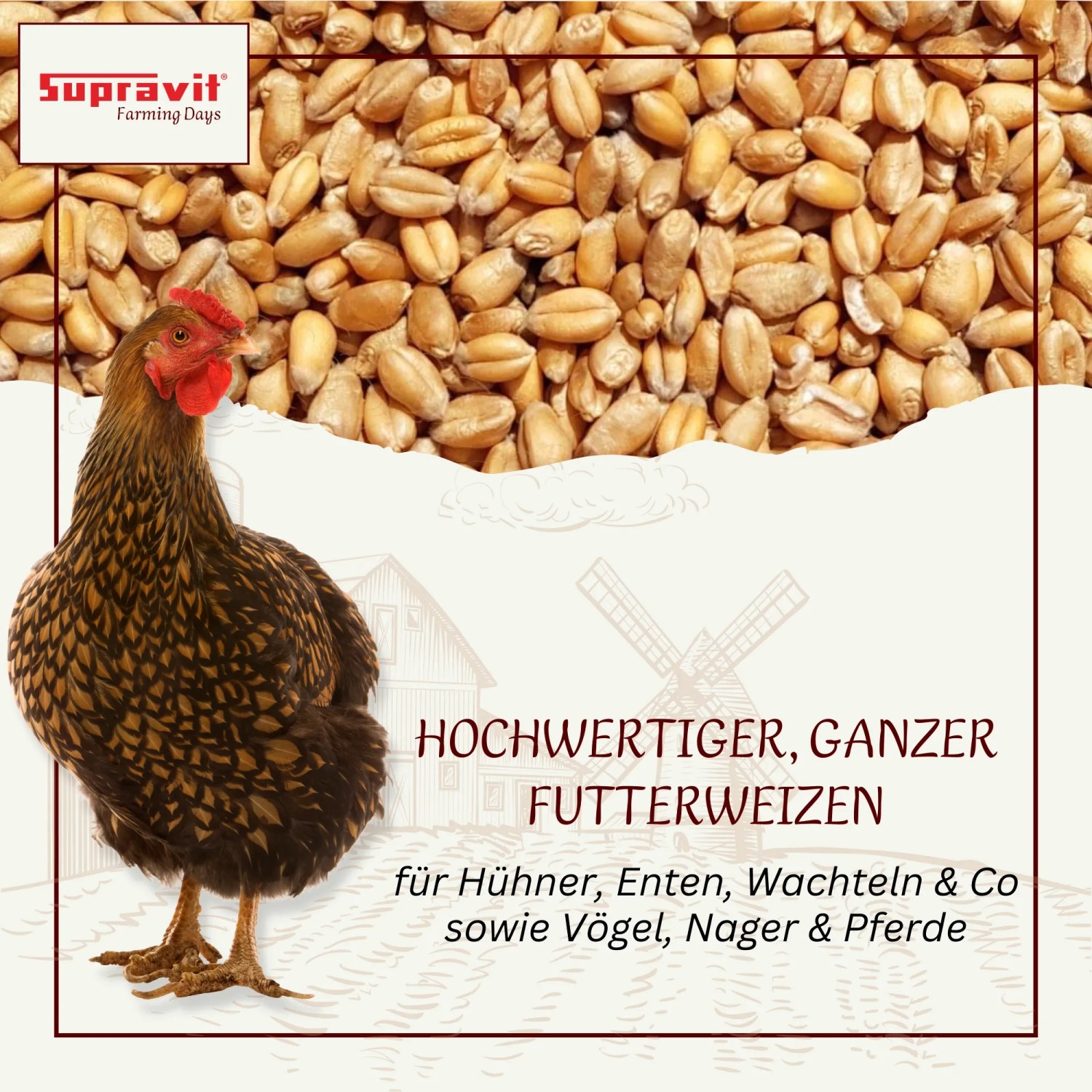 Supravit Futterweizen Einzelfuttermittel für Geflügel_2