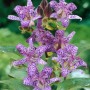 Haarige Krötenlilie (Tricyrtis hirta) mit lila-gepunkteten Blüten im 9x9 cm Topf.