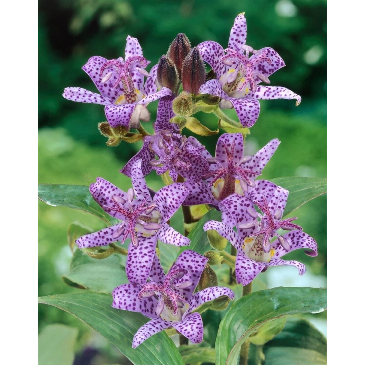 Tricyrtis Hirta Haarige Krötenlilie Ca. 9x9 cm Topf günstig online kaufen