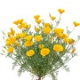 Goldmohn Pflanze mit vielen leuchtend gelb-orangen Blüten und feinem, grünem Laub. Ideal für Blumensamen.