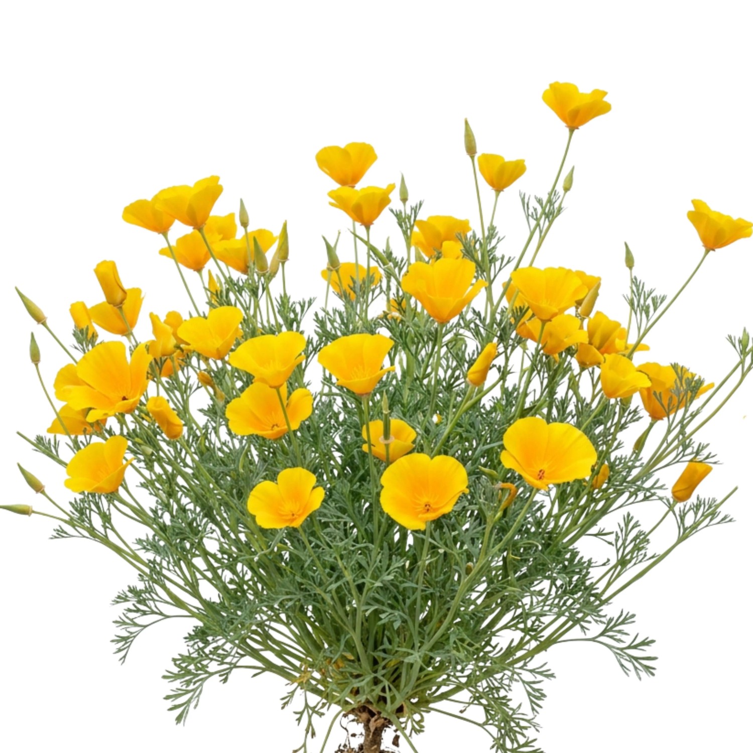 Goldmohn Pflanze mit vielen leuchtend gelb-orangen Blüten und feinem, grünem Laub. Ideal für Blumensamen.