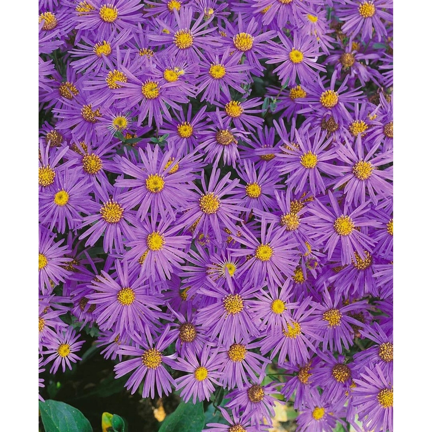 Aster Amellus Mira Bergaster Ca. 9x9 cm Topf günstig online kaufen