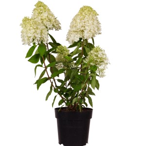 Rispenhortensie Skyfall im Topf, ca. 50-60 cm hoch, mit weißen Blütenrispen und grünen Blättern.