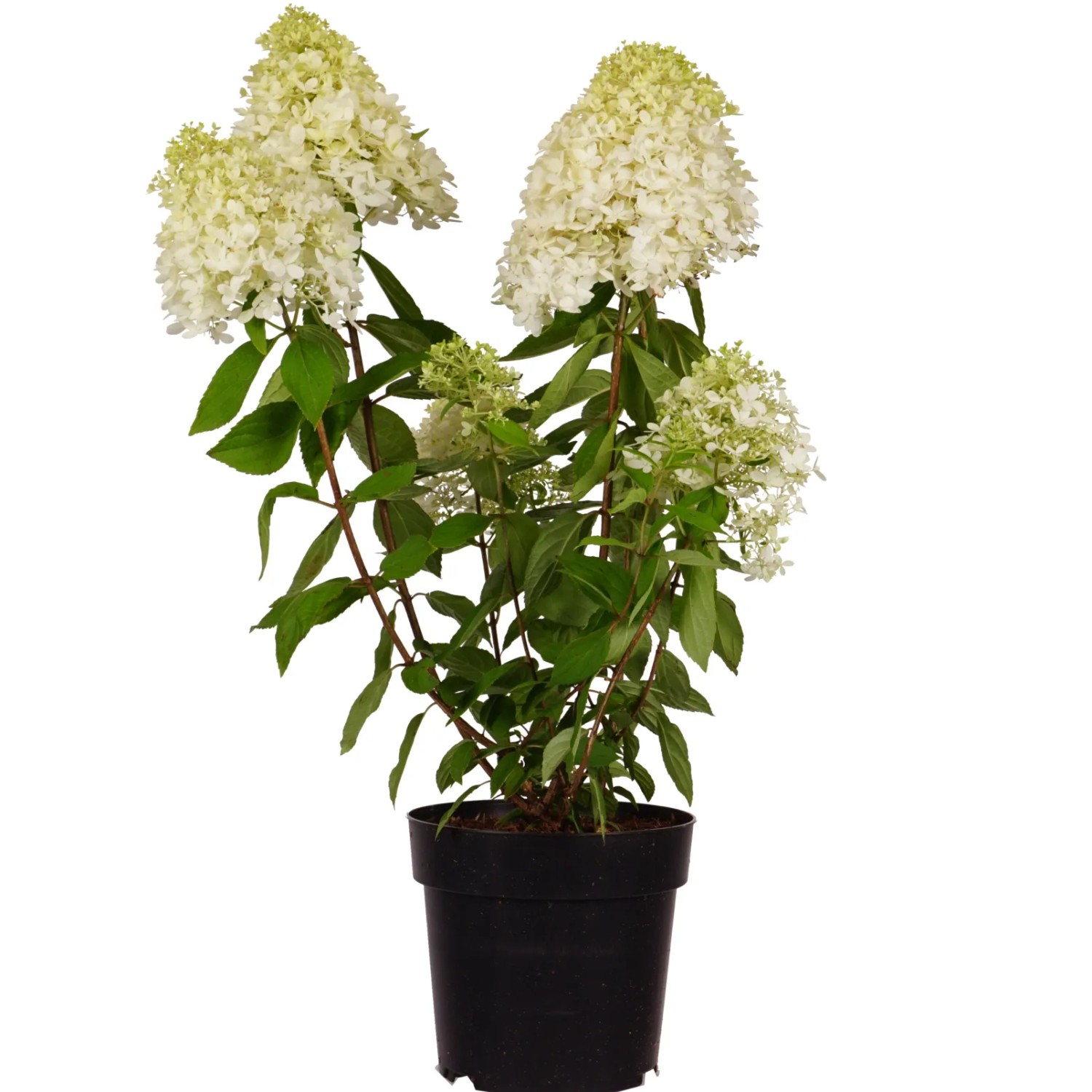 GROW by OBI Rispenhortensie Skyfall H ca. 50-60cm Topf 6l Hydrangea paniculata