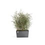 Grauer Ecopots Pflanztopf Paris 99 cm mit Bepflanzung, ideal als Raumteiler oder Sichtschutz.