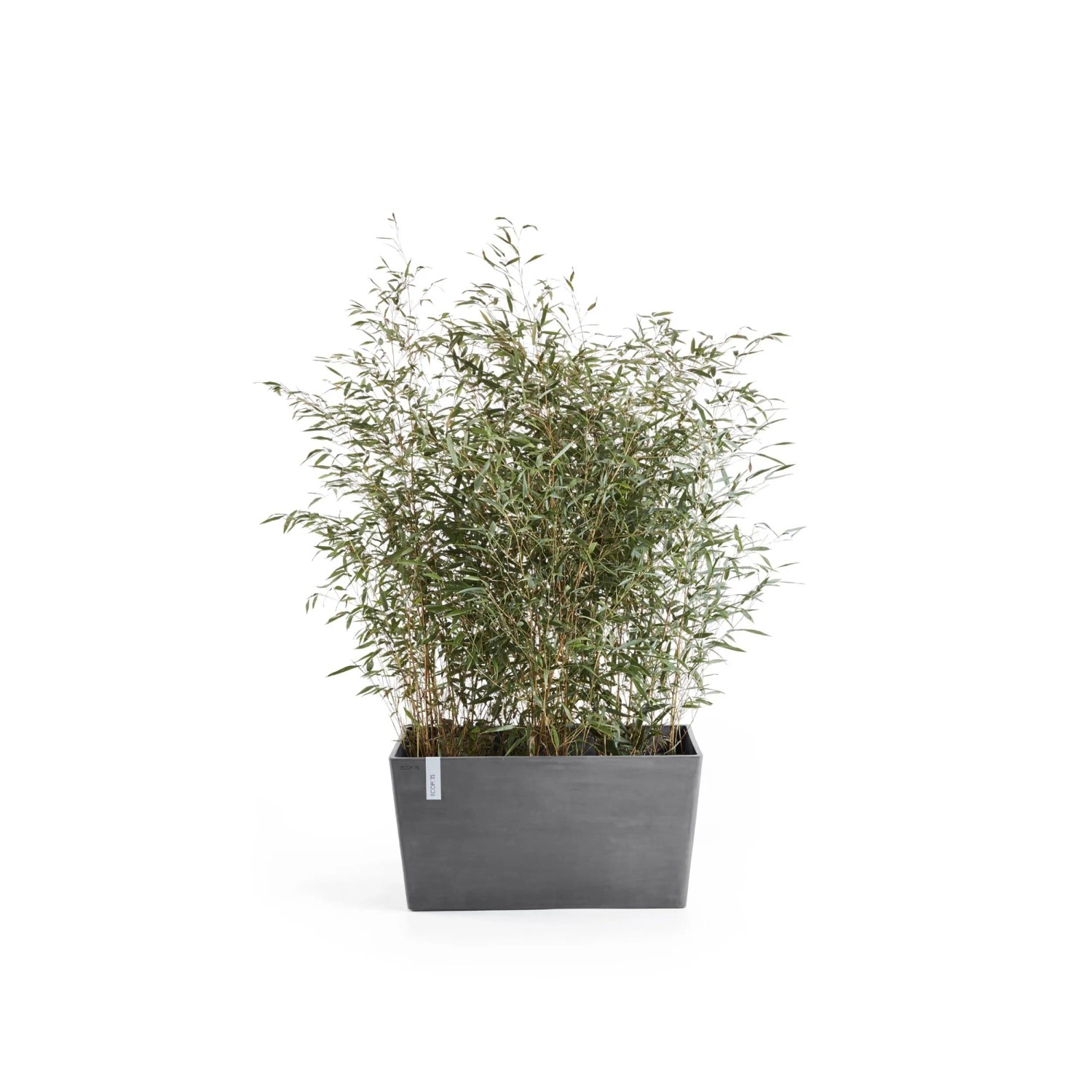 Grauer Ecopots Pflanztopf Paris 99 cm mit Bepflanzung, ideal als Raumteiler oder Sichtschutz.