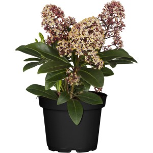 Skimmie Rubella im Topf, ca. 10-20 cm hoch, mit rosa-weißen Blütenknospen.