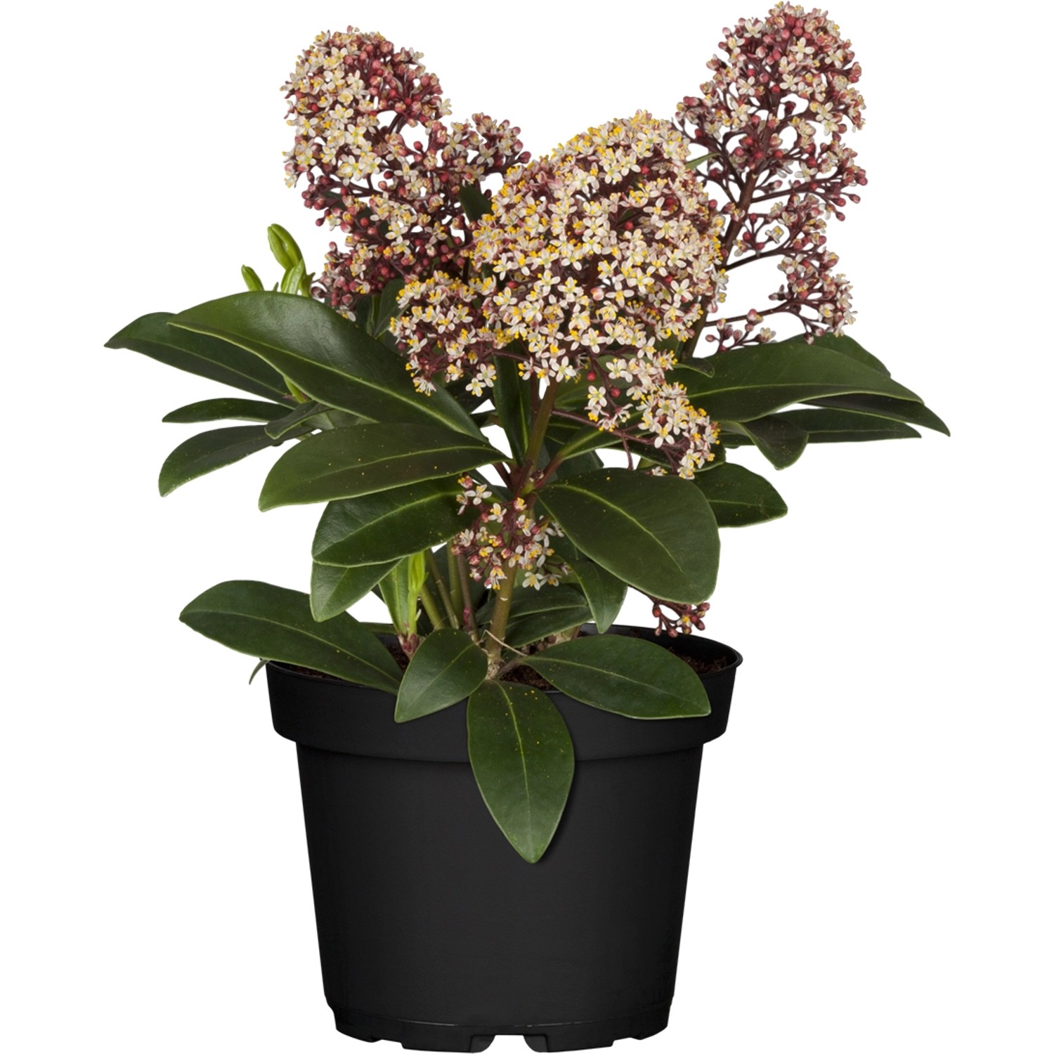 OBI Skimmie Rubella Rosa-Weiß Höhe ca. 10 - 20 cm cm Topf ca. 1,5 l Skimmia