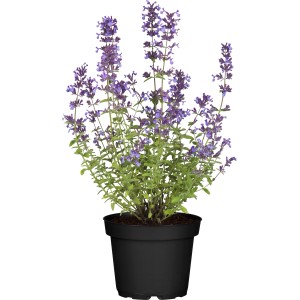 Katzenminze (Nepeta) im Topf, ca. 13 cm Ø, mit blau-violetten Blüten und graugrünen Blättern.
