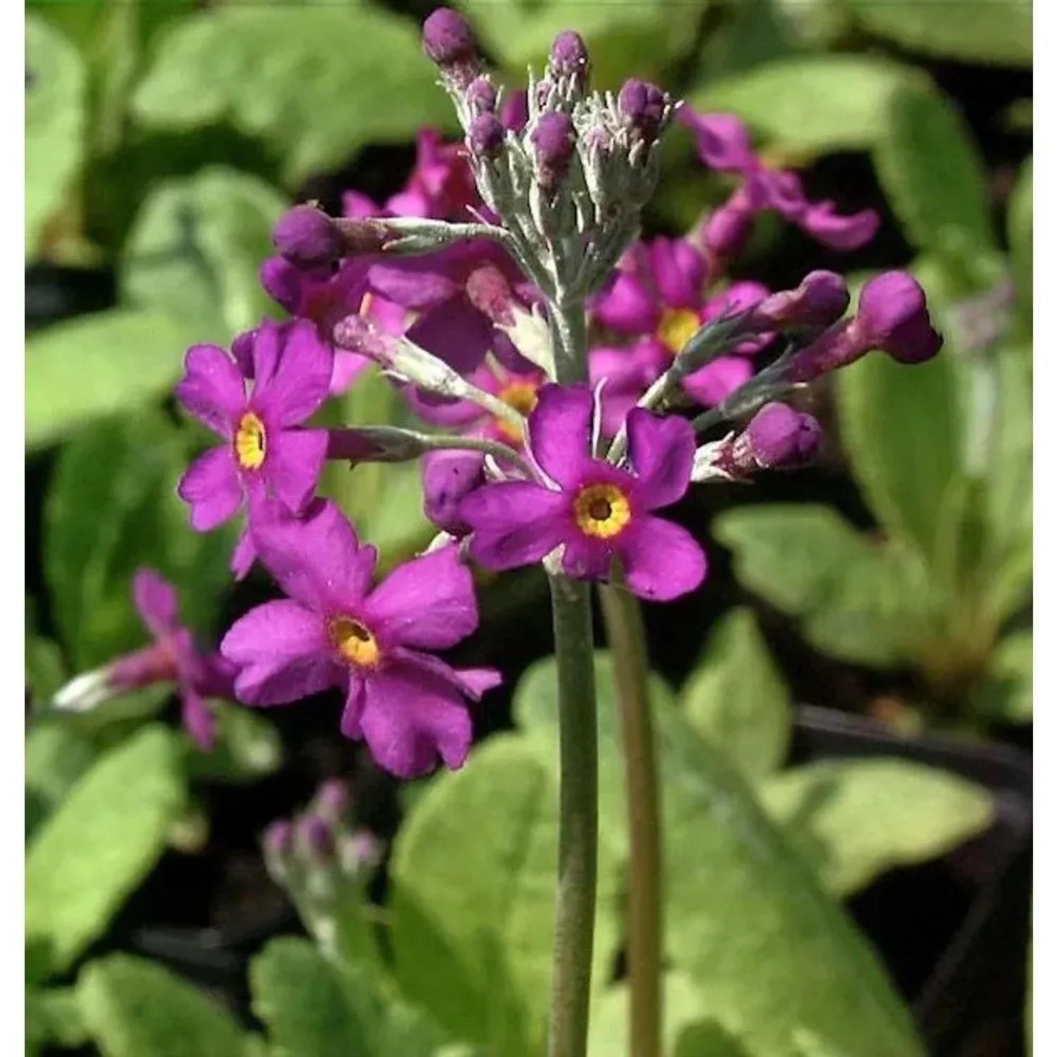 Rosa Etagenprimel - Primula beesiana