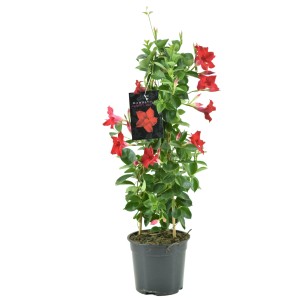 Rote GROW by OBI Dipladenie Pyramide (Mandevilla sanderi) im Topf, ca. 100 cm hoch.