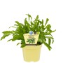 Bio-Rucola im Topf (Ø 12cm) mit grünen Blättern, ideal für Salat und mehr.