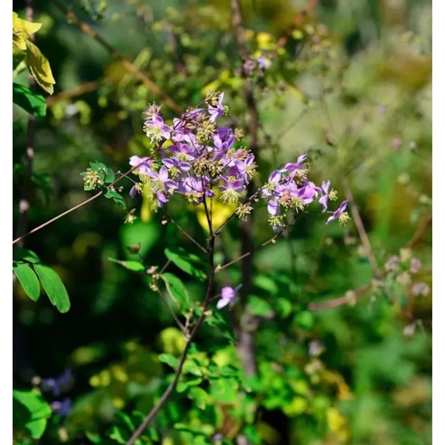 Prächtige Wiesenraute (Thalictrum rochebrunianum) mit zarten lila Blüten und grünen Blättern im Garten.