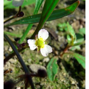 Nahaufnahme einer Blüte des Lanzenblättrigen Froschlöffels (Alisma lanceolatum).