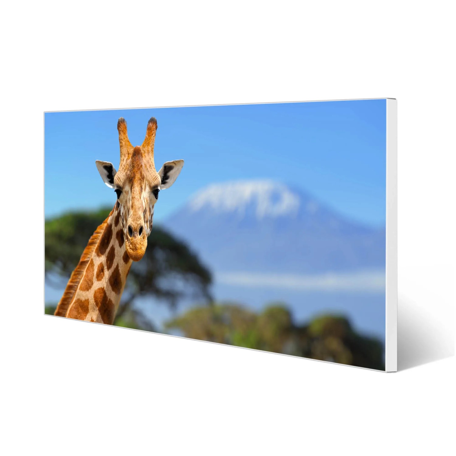 Weiße Magnettafel 78x37cm mit Giraffen-Motiv vor dem Kilimandscharo. Wanddekoration für Notizen mit Magneten.