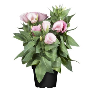 Bauchblume (Eustoma grandiflorum) im Topf, rosa Blüten und grüne Blätter.