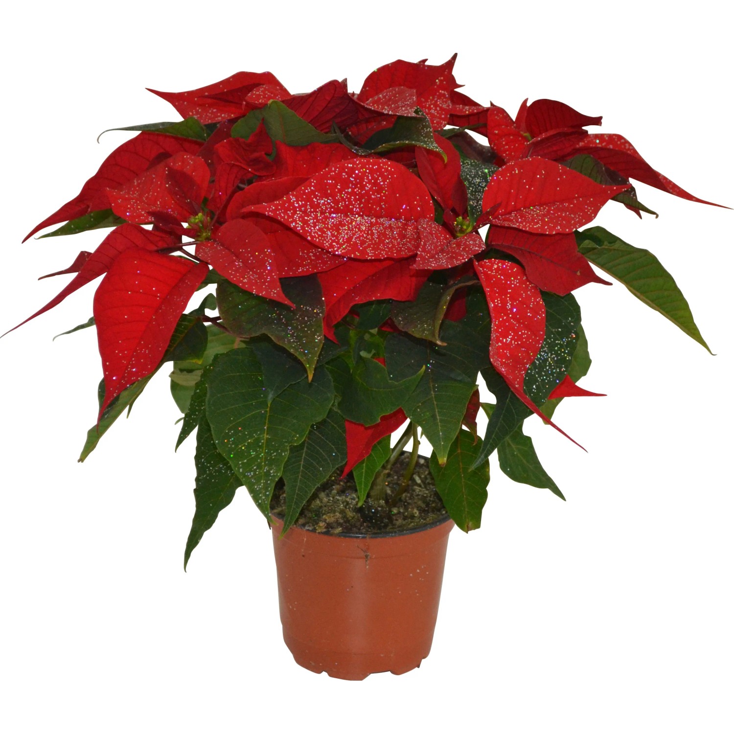 Christstern Rot mit Glitzer Topf 11 cm Euphorbia kaufen bei OBI