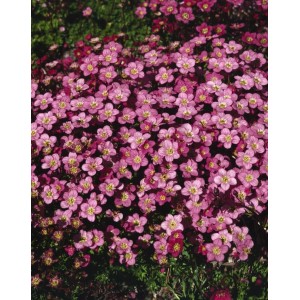 Rosa blühender Moossteinbrech (Saxifraga) im 9x9 cm Topf. Ideal als Bodendecker für Steingärten.