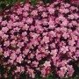 Rosa blühender Moossteinbrech (Saxifraga) im 9x9 cm Topf. Ideal als Bodendecker für Steingärten.