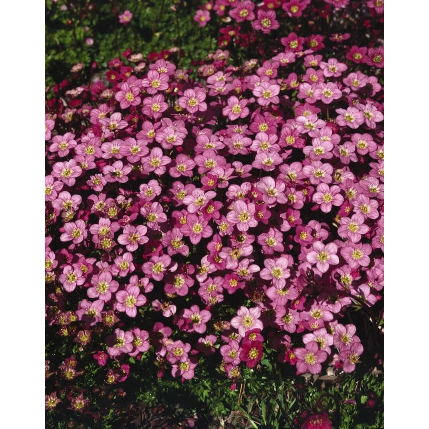 Saxifraga X Arendsii Ingeborg Moossteinbrech Ca. 9x9 cm Topf günstig online kaufen