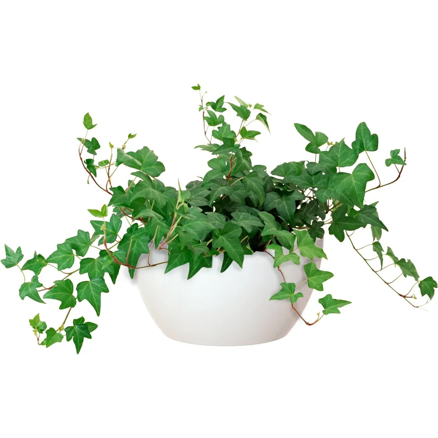 Artevasi Pflanzschale San Remo Ø 32 cm Weiß kaufen bei OBI