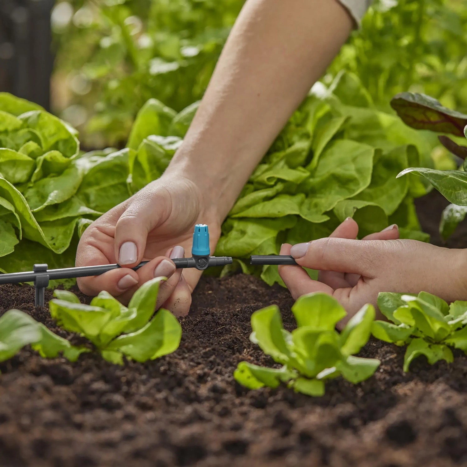 Gardena Kleinflächendüse im Einsatz zur Bewässerung von Salat im Micro-Drip-System.