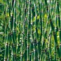 Grüner Teichschachtelhalm (Equisetum japonicum) im Topf für den Gartenteich.