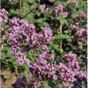 Blühender Oregano 'Purple Charm' (Origanum laevigatum) im Garten, Nahaufnahme.