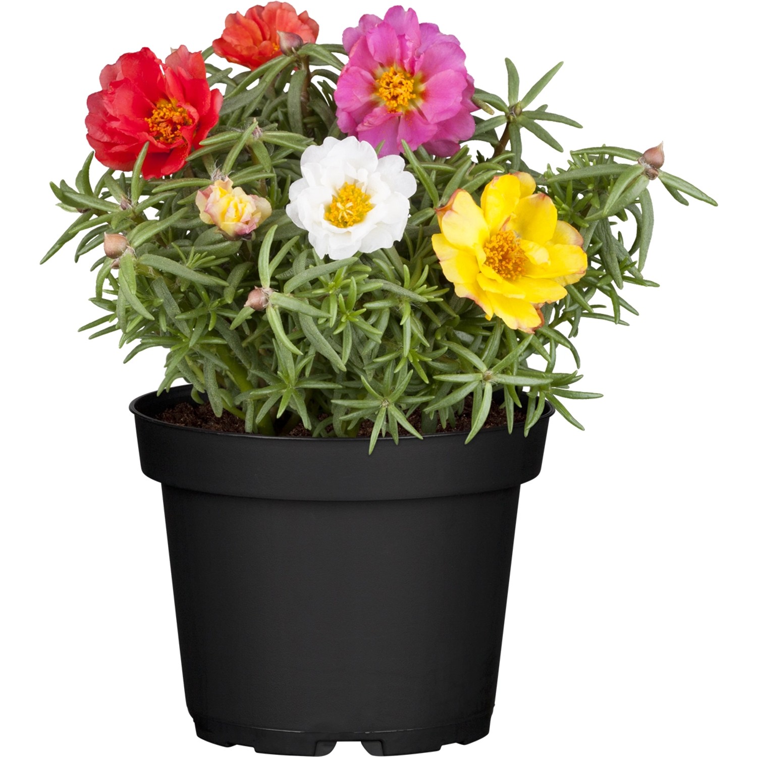 Portulak-Röschen Topf-Ø ca. 13 cm Portulaca