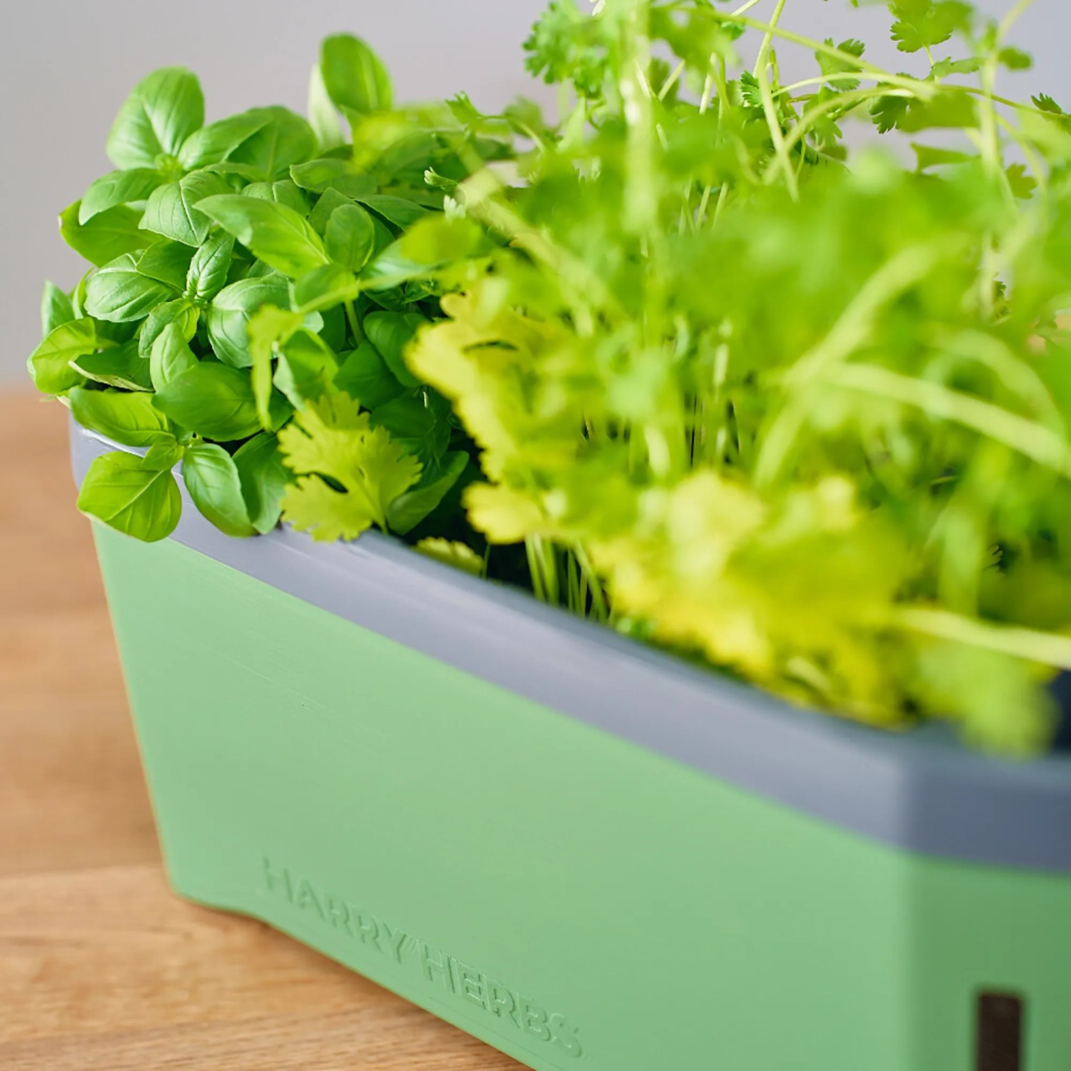 Dunkelgrünes Gusta Garden Anzuchtsgefäß Harry Herbs 5L mit Basilikum und Koriander.