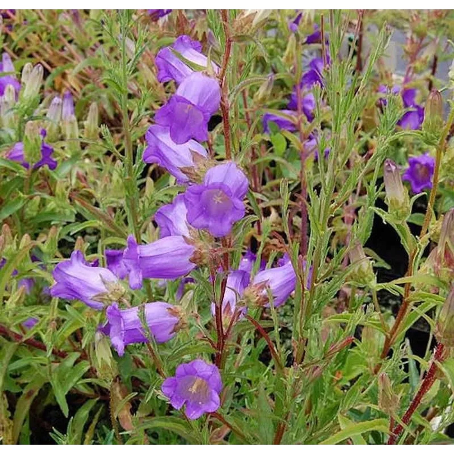 Marienglockenblume Blau - Campanula medium