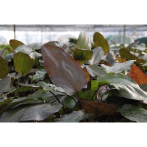 Dennerle Aquariumpflanze Echinodorus Ozelot mit braunroten, gefleckten Blättern.