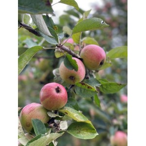 Nahaufnahme: Apfel-Familienbaum mit rot-grünen Äpfeln und Blättern.