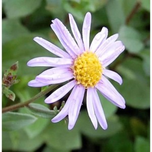 Nahaufnahme einer lila Sommeraster Sonia (Aster amellus) mit gelber Mitte.