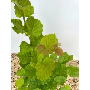 Baumfink Haselnuss Topfpflanze, 40-60cm, mit grünen Blättern im Topf.