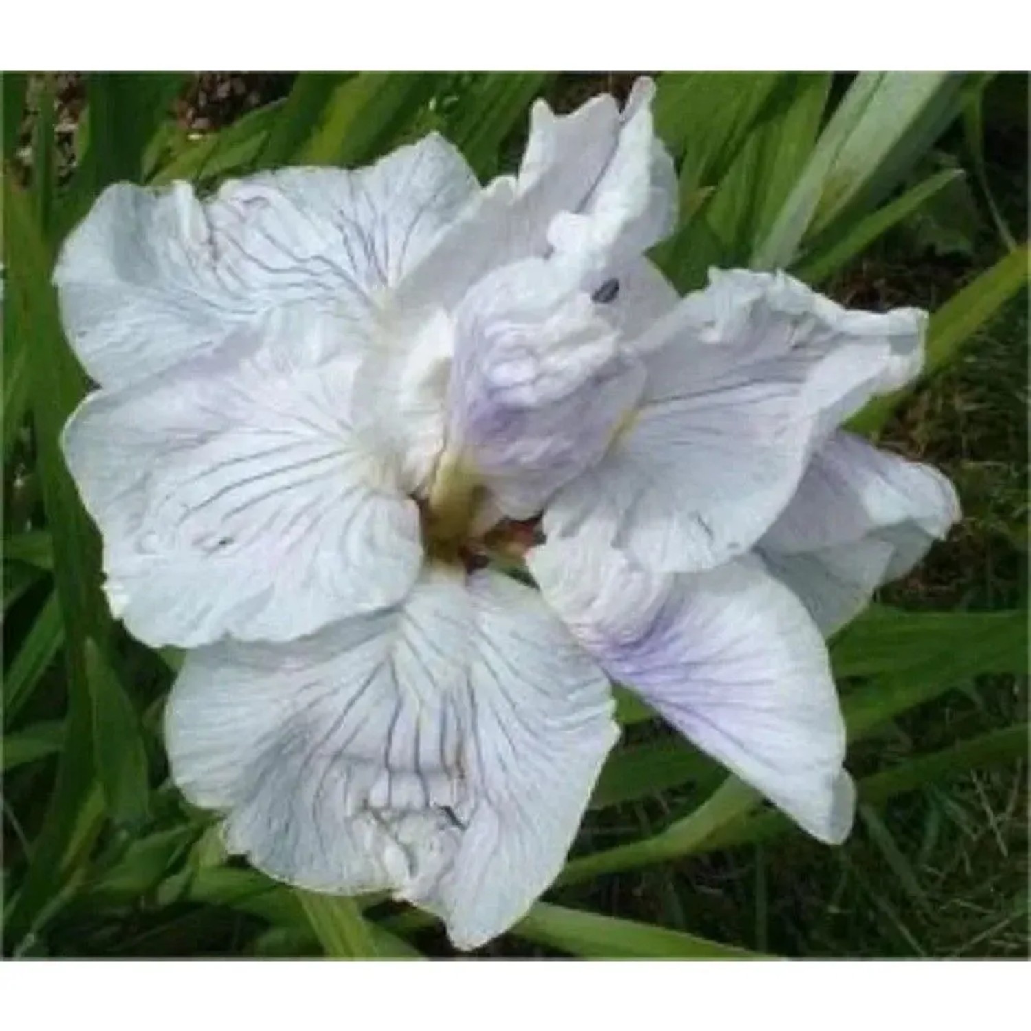 Japanische Sumpf Schwertlilie Topas - Iris ensata
