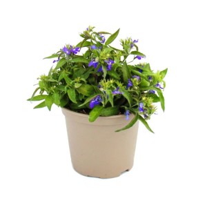 Set aus 3 blauen Männertreu (Lobelia richardii) im Topf, ideal als Hängepflanze für Balkon und Garten.