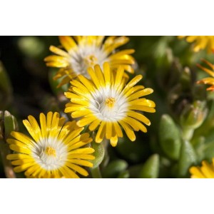 Gelbe Mittagsblume 'Golden Nugget' (Delosperma congestum) im Detail.
