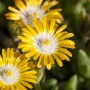 Gelbe Mittagsblume 'Golden Nugget' (Delosperma congestum) im Detail.